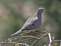 Mourning Dove 2362